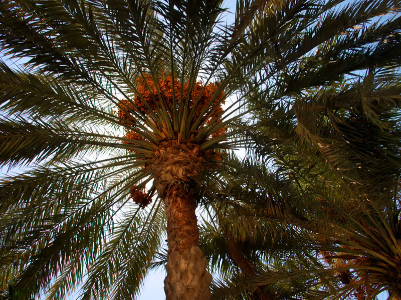 Глазами очевидцев: финиковая пальма. Дерево жизни